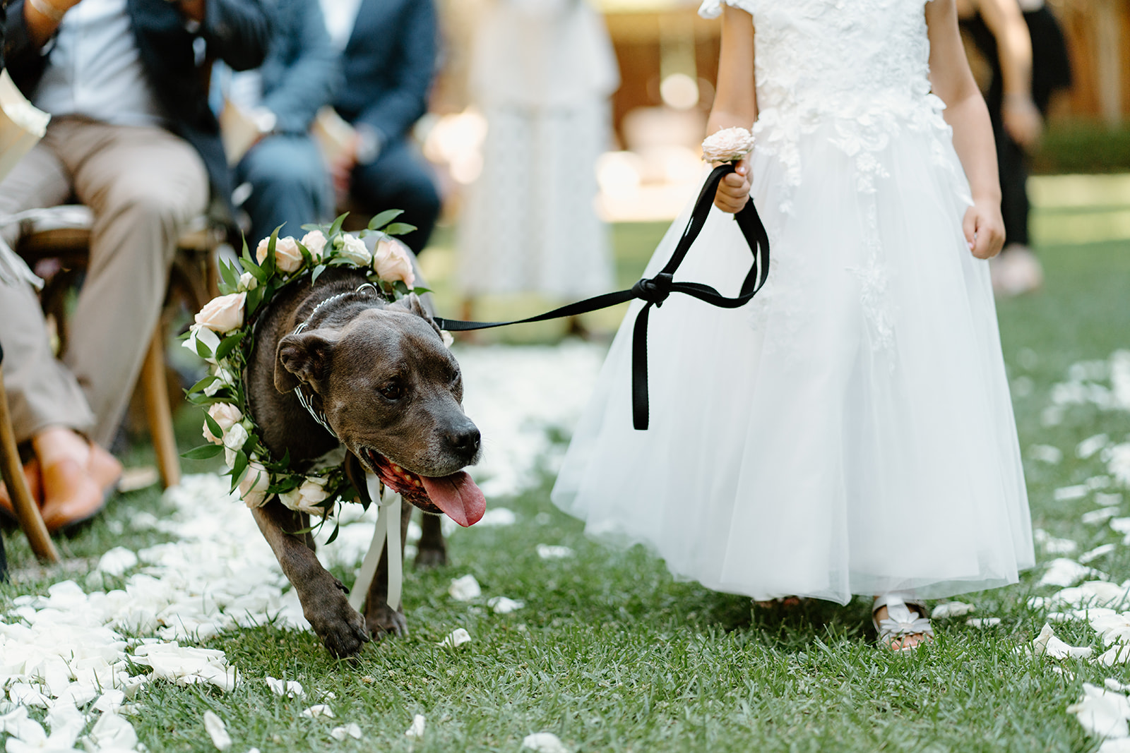 dog walks down isle with flower girl at 1880 Union Hotel in Los Alamos, Ca photography by Cobblestone